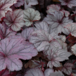 HEUCHERA 'SHANGHAI' 1G