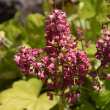 HEUCHERA 'FOREVER RED' 1QT