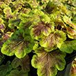 HEUCHERELLA 'SOLAR ECLIPSE' 1G