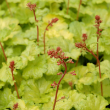 HEUCHERA 'SWEET TART' 1QT