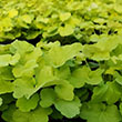 HEUCHERA 'CHERRY COLA' 1QT