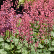 HEUCHERA 'PARIS' 1QT