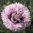 DIANTHUS 'ARCTIC FIRE' QT