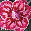 DIANTHUS SUBACAULIS QT