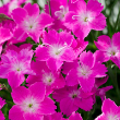 DIANTHUS 'KAHORI DEEP PINK' 1G