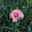 DIANTHUS 'RASPBERRY SURPRISE' 1Q