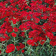 Dianthus ? barbatus interspecific 'Rocking Red'