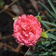 Dianthus Scent First? 'Coral Reef'