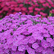 Dianthus 'ptt Fuschia' 1g