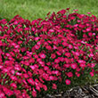 Dianthus 'ptt Red' 1g