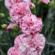 DIANTHUS 'PINBALL WIZARD' 1G