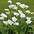 ZANTEDESCHIA AETHIOPICA 8"