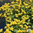 CALTHA PALUSTRIS 3.5"