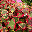 HOUTTUYNIA CORDATA CHAMELEON 3.5