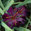 IRIS LA BLK GAMECOCK 3.5"