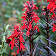LOBELIA CARDL QUEEN VICTORIA 3.5