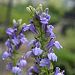 LOBELIA SIPHLITICA 3.5"