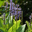 PONTEDERIA CORDATA LAV PNK 3.5"