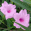 RUELLIA BRITTONIANA CHI CHI 3.5"