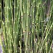 EQUISETUM HYEMALE 3.5"