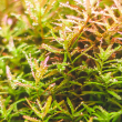 ROTALA INDICA 3.5"