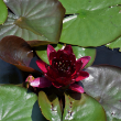 NYMPHAEA ALMOST BLACK 4"