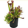 TROPICAL AQUATIC PLNTR CARNIV 8"