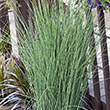 JUNCUS INFLEXUS 'BLUE ARROWS' 3.