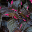 ALTERNANTHERA FIC RASP SWRL 3.5"