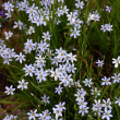 SISYRINCHIUM ANGUSTIFOLIUM 3.5"