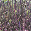 ORYZA SATIVA 3.5"
