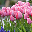 TULIP MYSTIC VAN EIJK 25PP