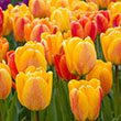 TULIP BTY OF APELDOORN 12+ CM