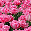 TULIP FOXTROT 12+ CM 8PP
