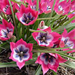 TULIP LITTLE BEAUTY