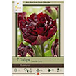 TULIP PALMYRA 12+ 7PP
