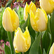 TULIP PARROT PRINCE 12+ 10PP
