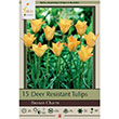 TULIP BRONZE CHARM 6/+ 15PP
