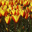 TULIP TUBERGENS GEM 6/+ 15PP