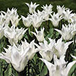 TULIP WHITE ELEGANCE 12/+ 8PP