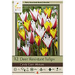 TULIP CANDY CORN MIX 6+ 12PP