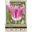 TULIP HOLLANDIA 12/+ 10PP