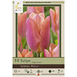 TULIP SALMON PRINCE 12+ 10PP