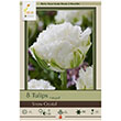 TULIP SNOW CRYSTAL 12+ 8PP