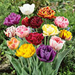 TULIP DOUBLE LATE MIX 12/+ 15PP