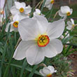 NARC POETS DAFFODIL 14/16 8PP