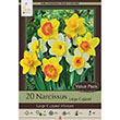 NARC LARGE CUPPED MIX 40PP