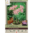LYCORIS SURPRISE LILY PINK