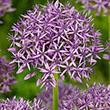 ALLIUM VIOLET BEAUTY