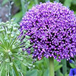 ALLIUM AMBASSADOR 24/+ 1PP